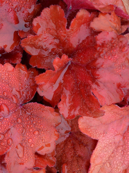 Гейхерелла Фаер Аларм (Fire Alarm) купить с доставкой