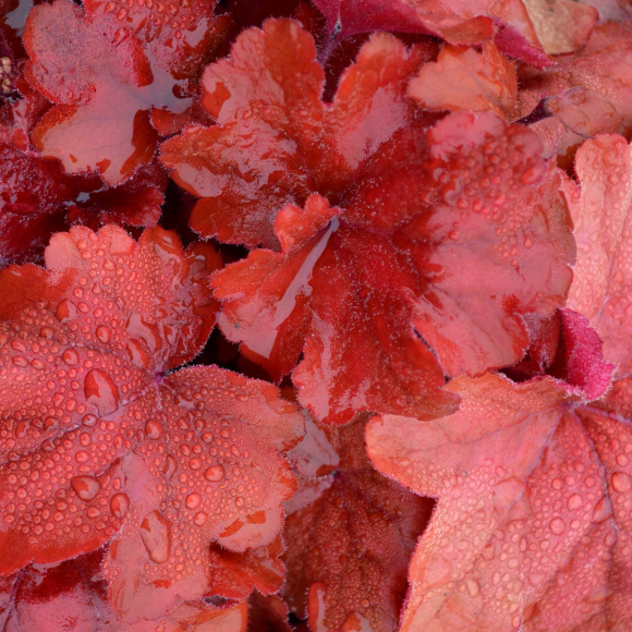 Гейхерелла Фаер Аларм (Fire Alarm) купить с доставкой