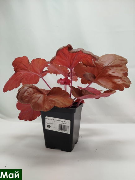 Гейхерелла Фаер Аларм (Fire Alarm) купить с доставкой