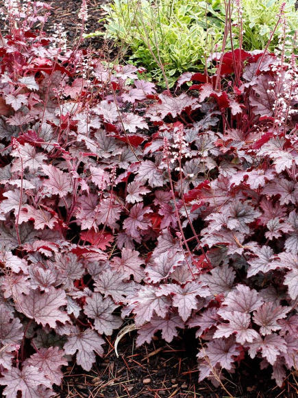 Гейхерелла Плюм Каскад (Plum Cascade) купить с доставкой Гейхерелла Плюм Каскад (Plum Cascade) купить с доставкой