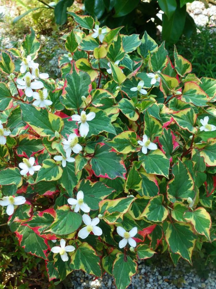 Хауттюйния сердцевидная Хамелеон (Chameleon) купить с доставкой