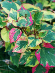 Хауттюйния сердцевидная Хамелеон (Chameleon) Хауттюйния сердцевидная Хамелеон (Chameleon)