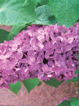 Сирень Индия