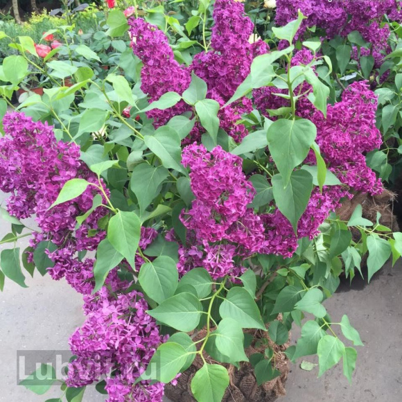 Сирень Индия купить с доставкой Сирень Индия купить с доставкой