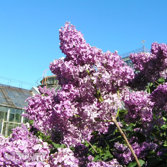 Сирень Индия купить с доставкой Сирень Индия купить с доставкой