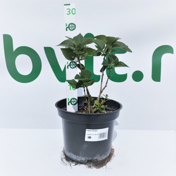 Сирень Индия купить с доставкой Сирень Индия купить с доставкой