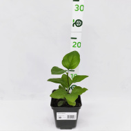 Сирень Индия