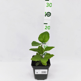 Сирень Индия