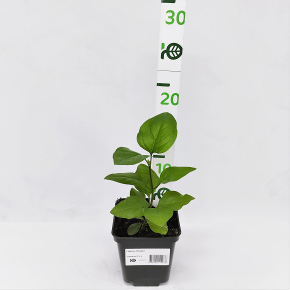 Сирень Индия купить с доставкой Сирень Индия купить с доставкой