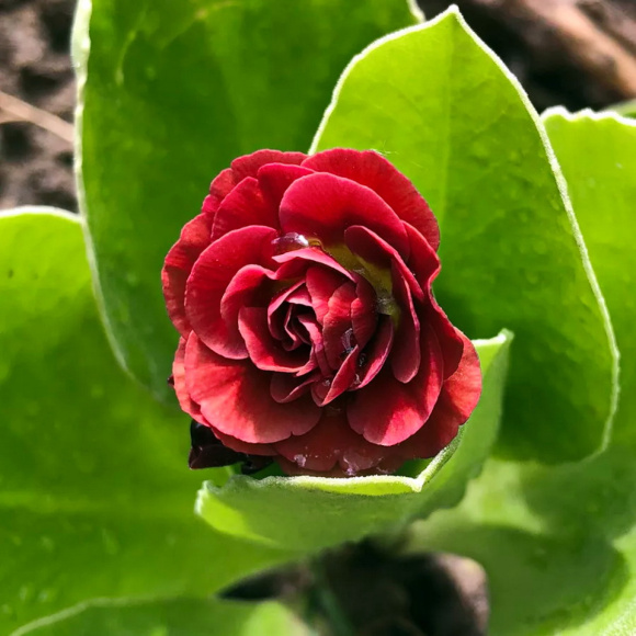 Примула Пегасус (Pegasus) купить с доставкой