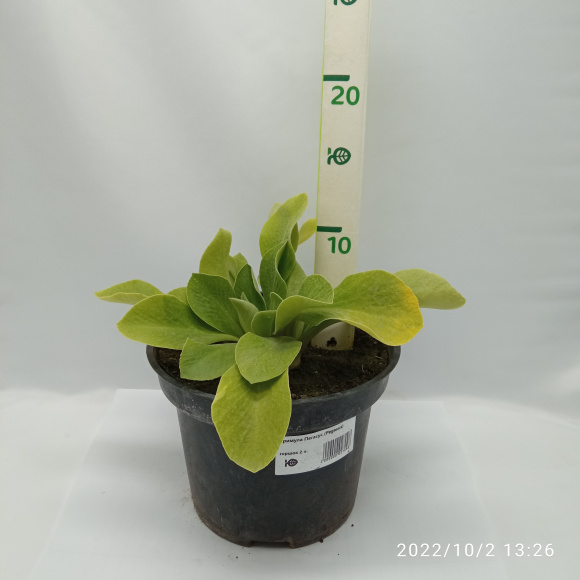 Примула Пегасус (Pegasus) купить с доставкой