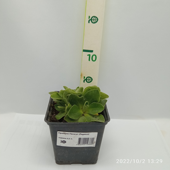 Примула Пегасус (Pegasus) купить с доставкой
