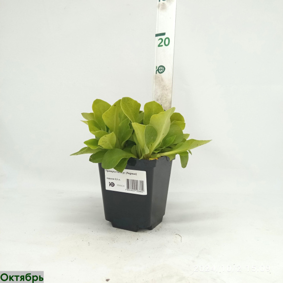 Примула Пегасус (Pegasus) купить с доставкой