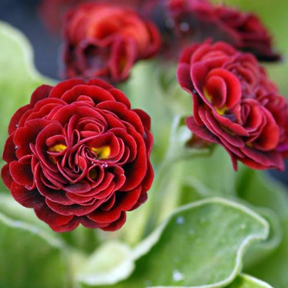 Примула Пегасус (Pegasus) купить с доставкой