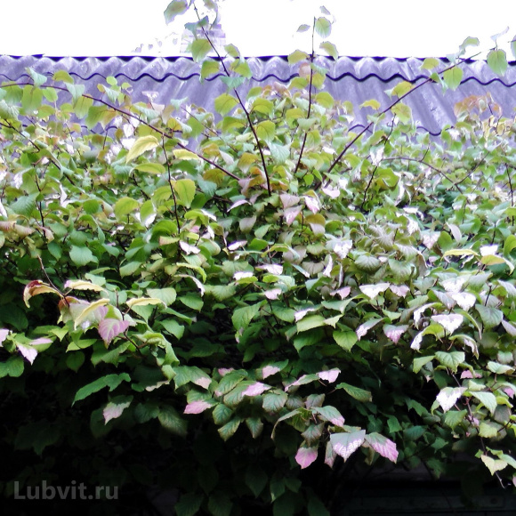 Актинидия Сентябрьская купить с доставкой