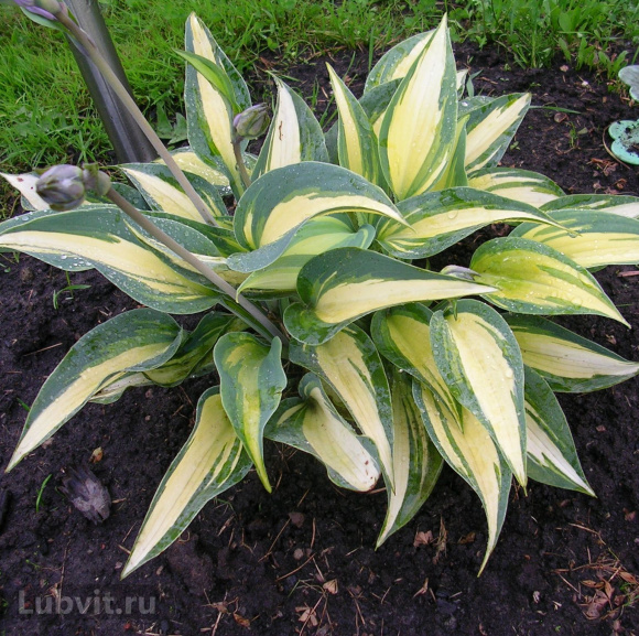 Спорт Джун Спирит
Спорт Джун Спирит