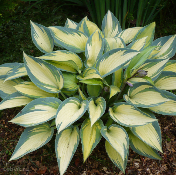 Спорт Джун Февер Спорт Джун Февер