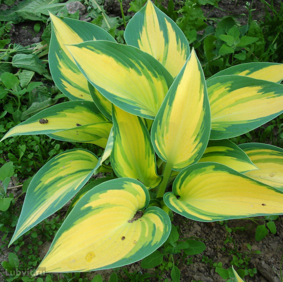 Спорт Оранж Стар Спорт Оранж Стар