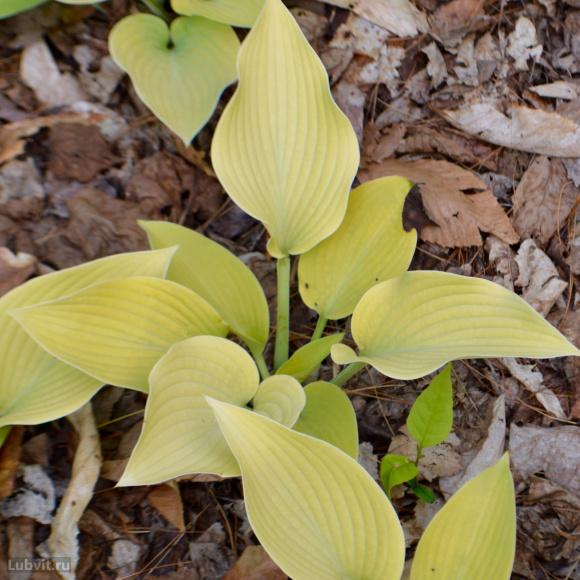 Спорт Инглиш Санрайз Спорт Инглиш Санрайз