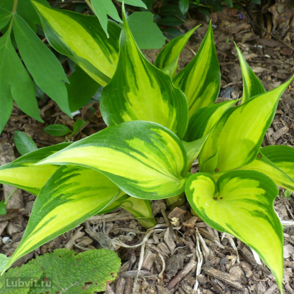 Спорт Джастин Спорт Джастин