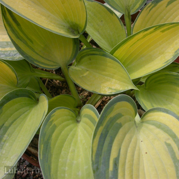 Спорт Грин Февер Спорт Грин Февер