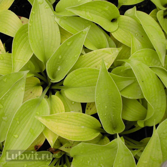 Спорт Фростет Джун Спорт Фростет Джун