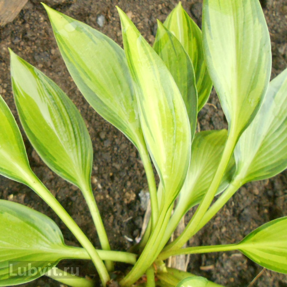 Спорт Аиша Спорт Аиша