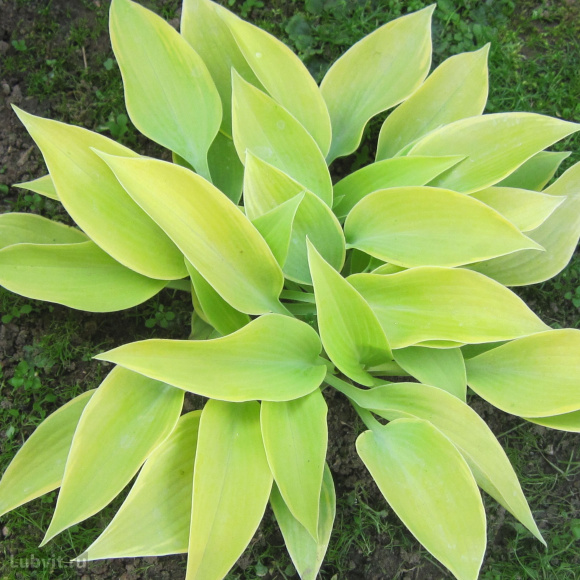 Спорт Эппл Кенди Спорт Эппл Кенди