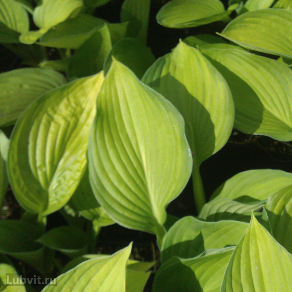 Спорт Киви Голд Стар Спорт Киви Голд Стар