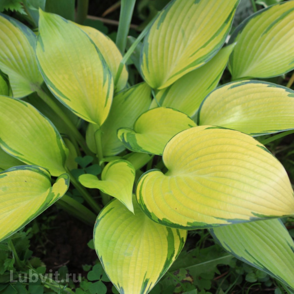 Спорт Киви Классик Спорт Киви Классик