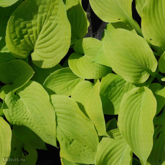 Спорт Мэй Спорт Мэй