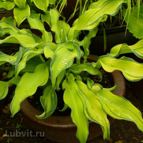 Спорт Риппли Эффект Спорт Риппли Эффект