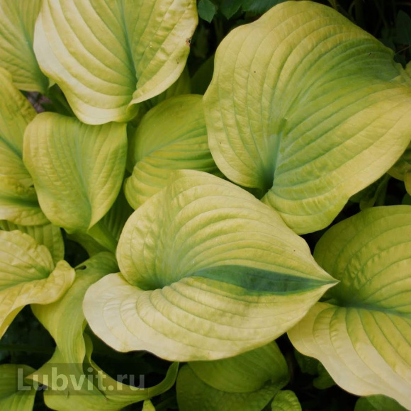 Спорт Оли Тайм Спорт Оли Тайм