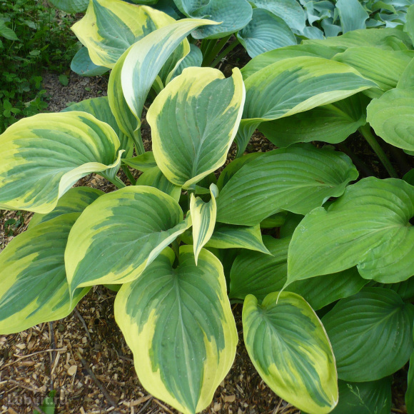 Спорт Эндлесс Саммер Спорт Эндлесс Саммер