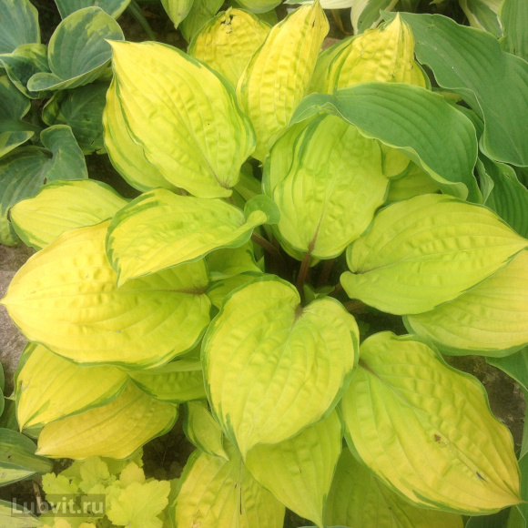 Спорт Джунс Голд Спорт Джунс Голд