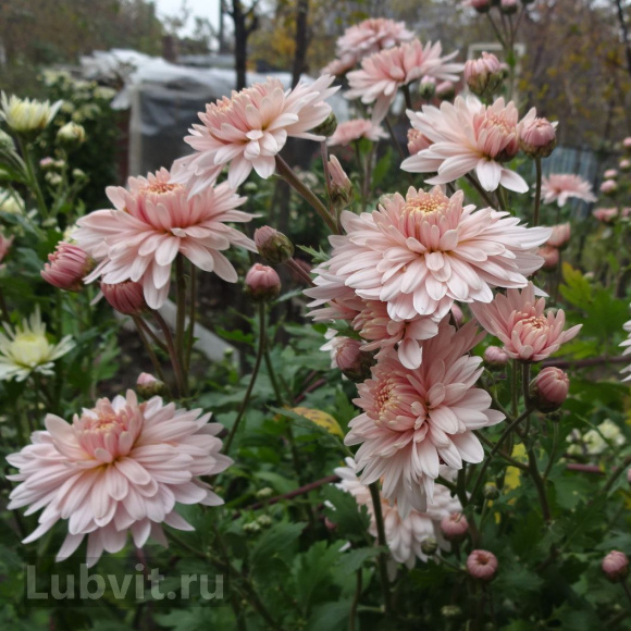 Хризантема мультифлора Кер де Лорен Софиане Саумон (Coeur De Lorraine R Sophiane Saumon) купить с доставкой