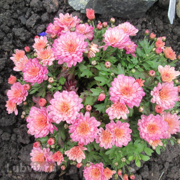 Хризантема мультифлора Кер де Лорен Софиане Саумон (Coeur De Lorraine R Sophiane Saumon) купить с доставкой