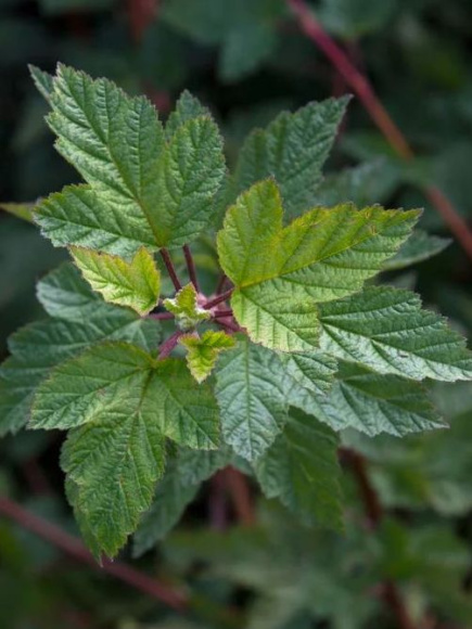 Пузыреплодник Тильден парк (Tilden Park) купить с доставкой