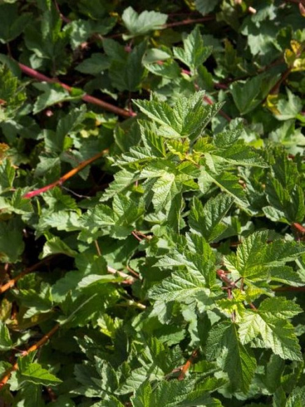 Пузыреплодник Тильден парк (Tilden Park) купить с доставкой