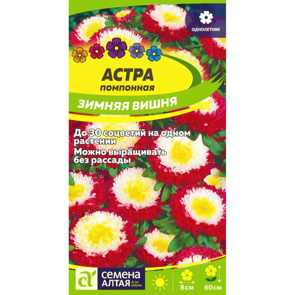 Астра Зимняя Вишня помпонная [Семена алтая] купить с доставкой