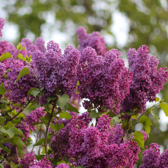 Сирень Сумерки купить с доставкой