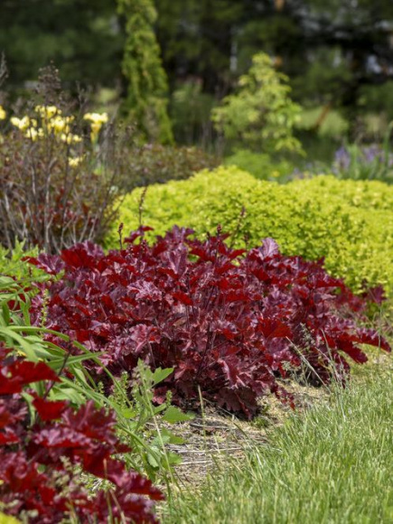 Гейхера Черри Трюфлз (Cherry Truffles) купить с доставкой