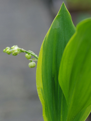 Ландыш Хардвик Холл (Hardwick Hall)