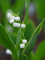 Ландыш Хардвик Холл (Hardwick Hall)