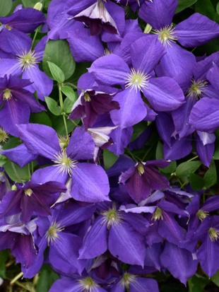 Клематис Жакмана (Jackmanii)