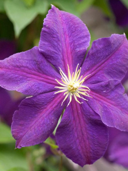 Клематис Жакмана (Jackmanii) купить с доставкой