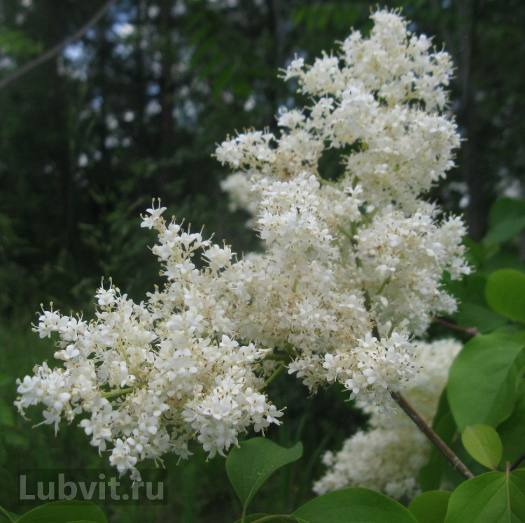 Сирень Амурская (Syringa amurensis) купить в интернет-магазине ...