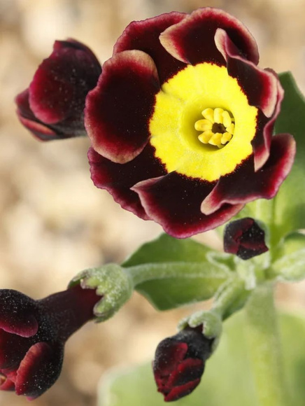 Примула Пирс Телфорд (Piers Telford) купить с доставкой