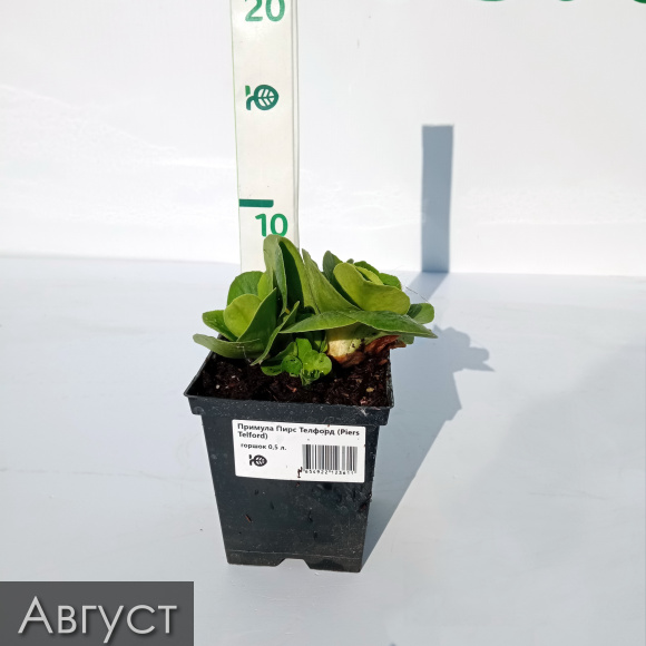 Примула Пирс Телфорд (Piers Telford) купить с доставкой Примула Пирс Телфорд (Piers Telford) купить с доставкой