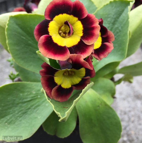 Примула Пирс Телфорд (Piers Telford) купить с доставкой Примула Пирс Телфорд (Piers Telford) купить с доставкой